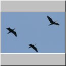 Phalacrocorax carbo - Kormoran 09.jpg